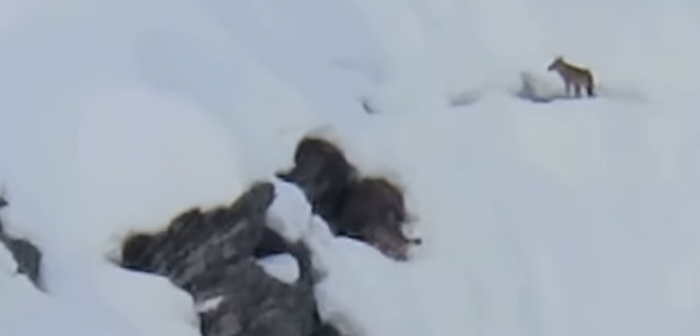Valstrona: filmato l'attacco di due lupi ad un gruppo di capre - Il Video