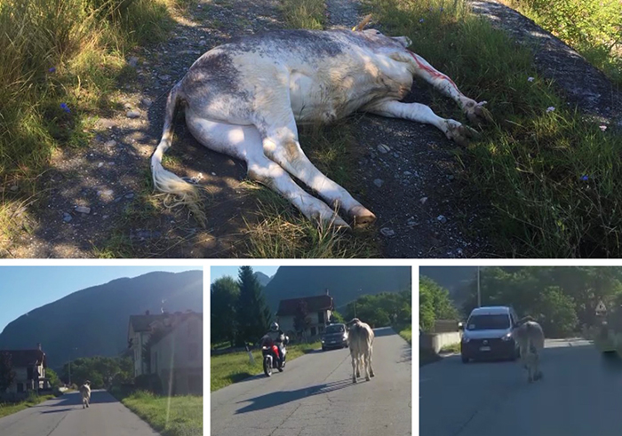Video del toro in strada, tra auto e moto, appena scappato dalla stalla: ecco perchè non è stato sedato