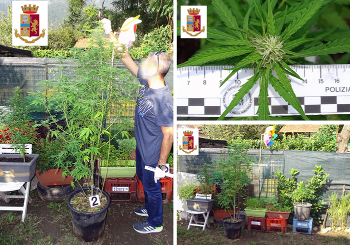 Gravellona: aveva sei belle piante di marijuana in giardino, 36enne denunciato