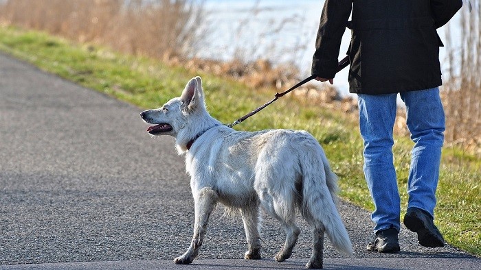 Armeno, cani al guinzaglio e raccolta deiezioni: invito dell'amministrazione 