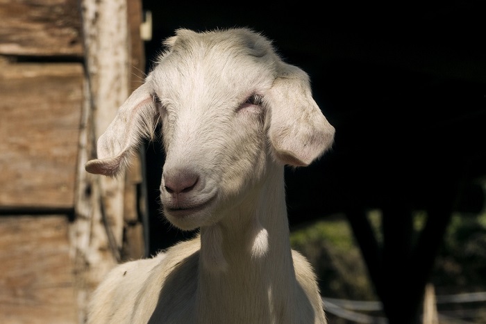 Torna la Fiera Agricola Zootecnica cireggese 
