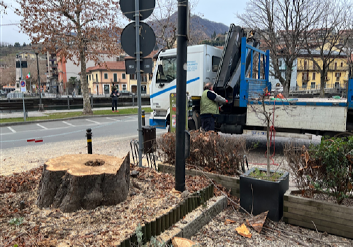 Omegna, giù lo storico ippocastano di piazza Salera