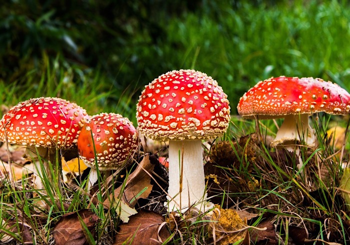 Intossicazione da funghi: l’Asl attiva un servizio di reperibilità micologica