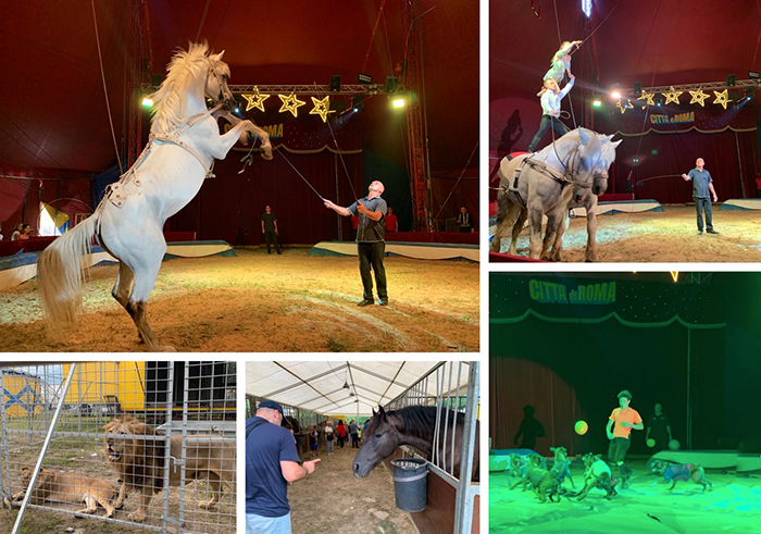 Domo: polemiche social per il permesso al Circo, la replica agli animalisti: “Funzione sociale dei circhi equestri”. Foto