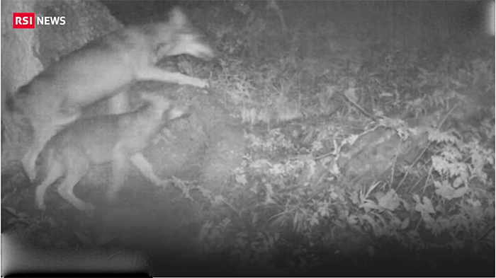  Un branco di lupi filmato in vallese, tre adulti e sette cuccioli