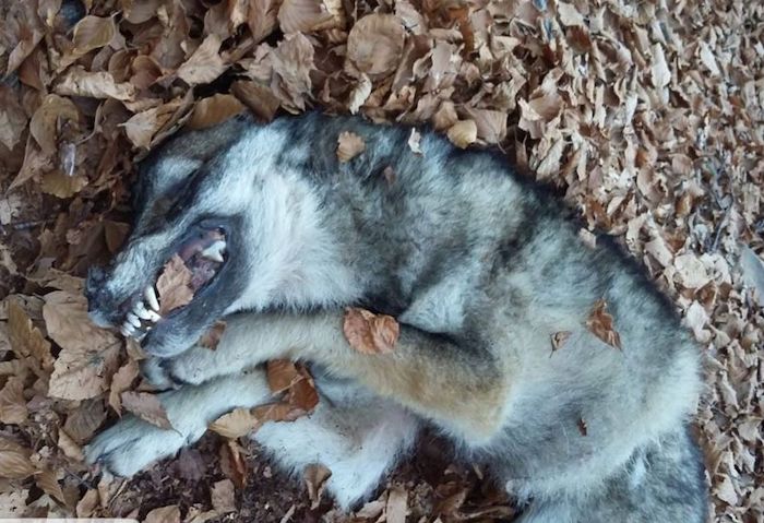 Orecchie e coda amputati al lupo di Ornavasso. Indagano i Carabinieri forestali  