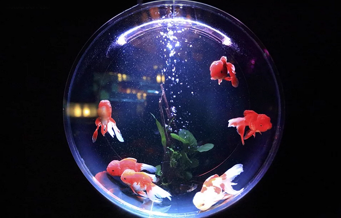 "Acquario rosso", il nuovo editoriale di Max Polli