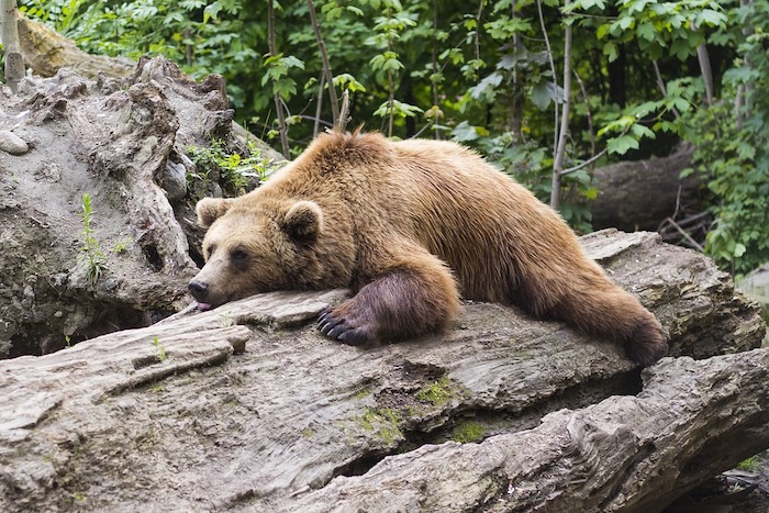 L'orso di Crevola sarebbe un noto esemplare in arrivo dal Trentino. Chi scopre tracce o lo vede avvisi la polizia provinciale