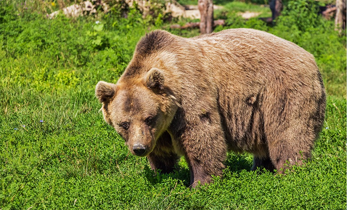 L'ente Parco dell'Ossola sull'avvistamento di un orso: "Evento eccezionale, ma non del tutto inaspettato"