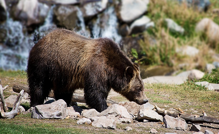 Un orso avvistato sulle montagne sopra Briga da alcuni escursionisti