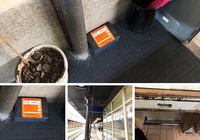 Grossi topi avvistati in stazione: predisposte una serie di trappole