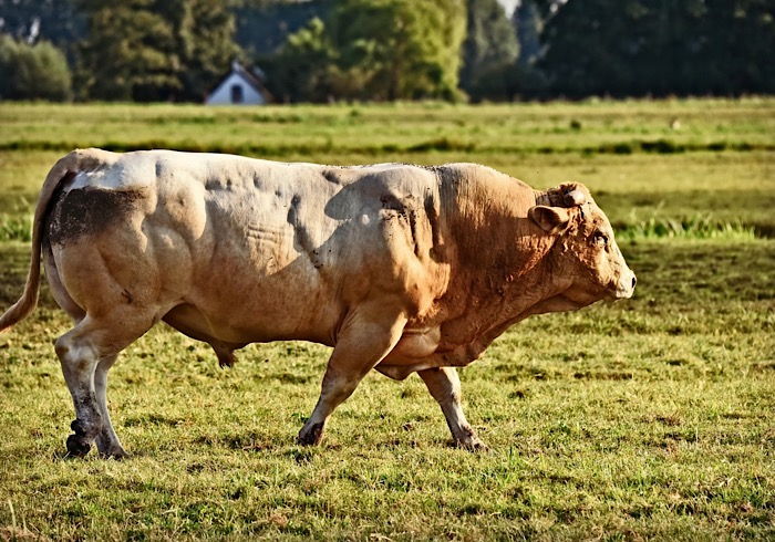 Toro in fuga abbattuto a Domodossola  dalla polizia provinciale 