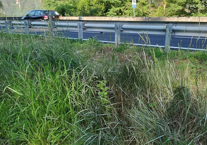 Superstrada dell'Ossola: tra Villa e Pallanzeno nessuna rete per impedire agli animali selvatici di attraversare 