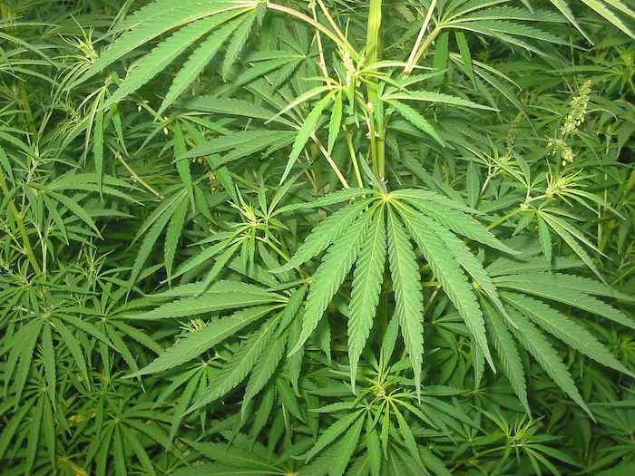 Negozi di cannabis ed "erba" legale: il giudice Carlo Crapanzano ci spiega la situazione 