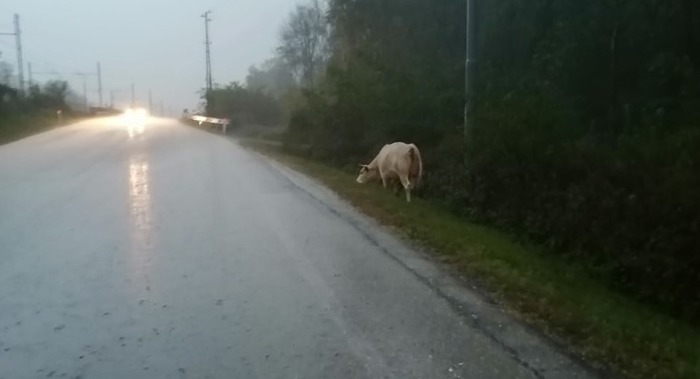 Premosello: un vitello "invade" la provinciale