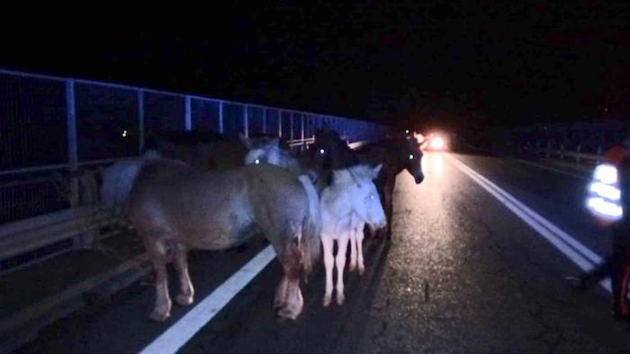 Cavalli e muli invadono la superstrada, evitato il peggio 
