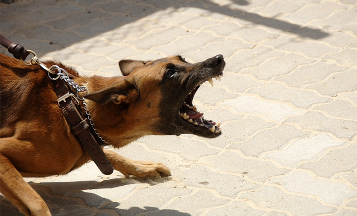 Cane "aggressivo e non controllato" sequestrato al proprietario: "Turba la sicurezza della comunità"