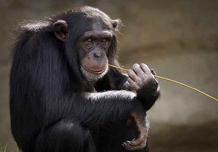 Stop alla sperimentazione con alcol e droghe sugli animali. La LAV nelle piazze del VCO