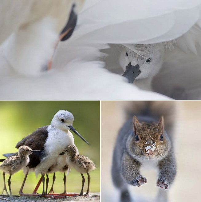 Alla Cinefoto i "frammenti di natura" di Stefano Ronchi 