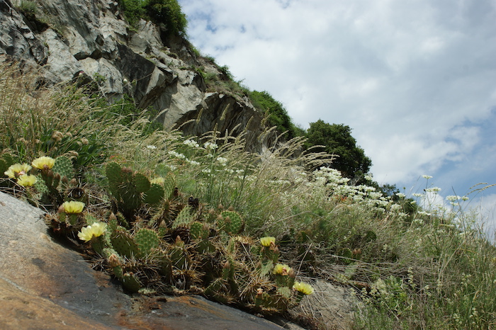 Vallese: l'invasione dei cactus mette in pericolo la flora alpina 