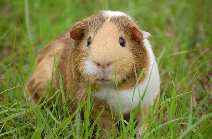 La sperimentazione sugli animali, nuovo editoriale di Carlo Crapanzano