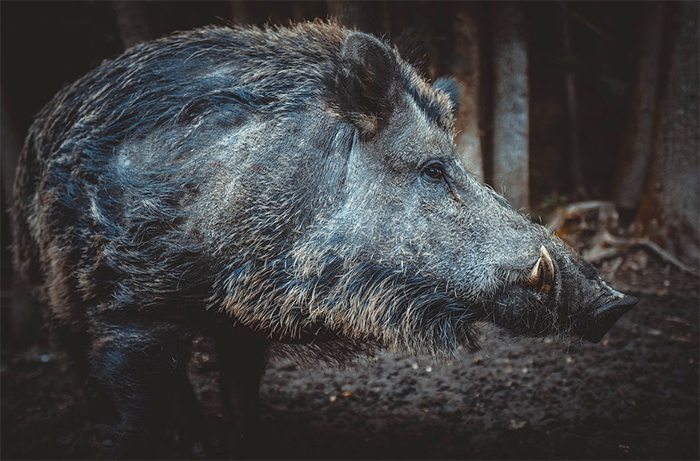 Caccia al cinghiale di notte tra le case, il colpo di fucile spaventa i residenti