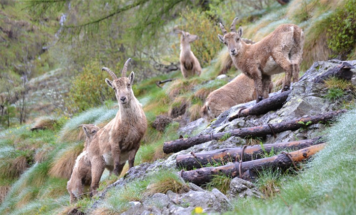 A caccia (virtuale) di giovani camosci e stambecchi... Uno spettacolo della natura. Foto e video