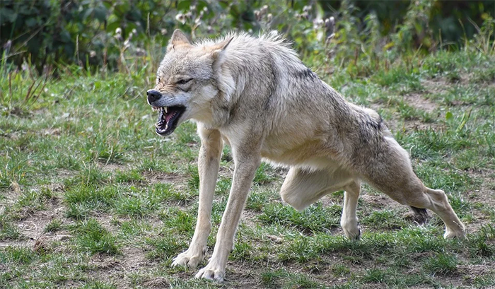 Un lupo attacca un gregge di pecore a Calasca Castiglione