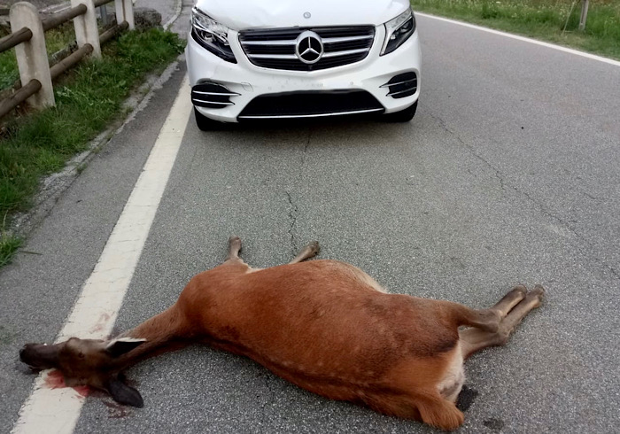 Una cerva investita da un'auto. Animale morto, danni alla vettura