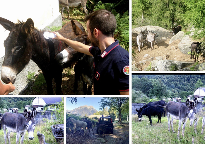  Asini vaganti e privi di cure, denunciata la detentrice per abbandono e maltrattamento di animali