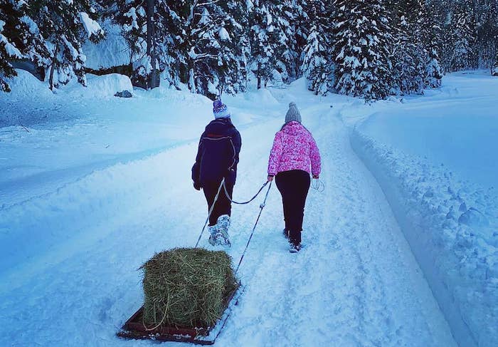 Formazza: la storia di Dorina che porta da mangiare agli animali bloccati dalla neve 