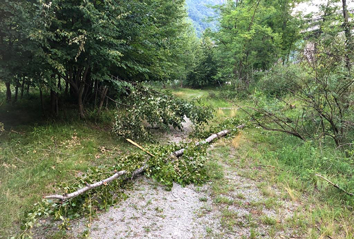 Alberi divelti per il maltempo