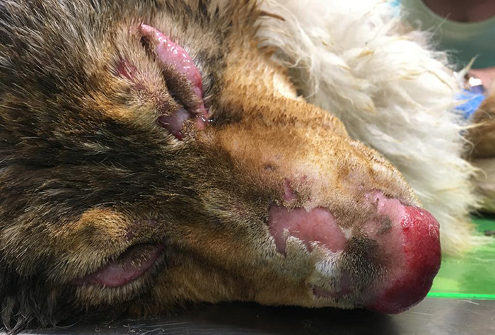 Resta in prognosi riservata il cane pastore salvatosi dal rogo della stalla: "Ustioni sul 30% del corpo"