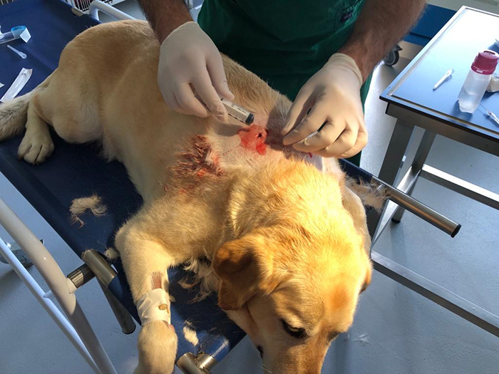 Cani non al guinzaglio, continuano le segnalazioni di pericolo e gli episodi di scontri tra animali