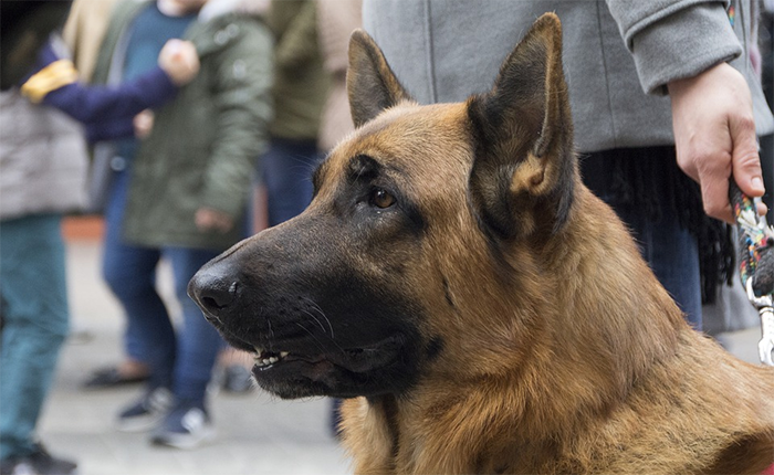  Cani "pericolosi", cani senza guinzaglio, "patentino" per i padroni... La polizia locale fa chiarezza