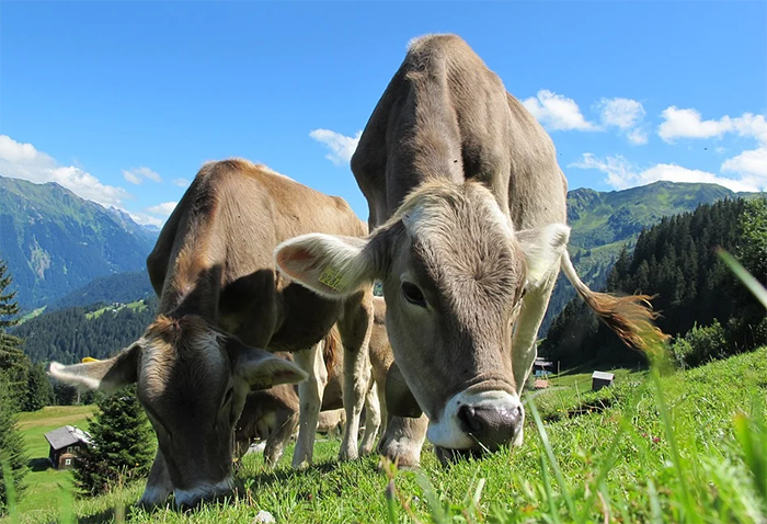 Animali su terreno non proprio e pascolo abusivo, ce ne parla Carlo Crapanzano