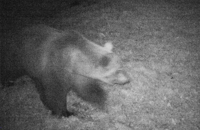 L'orso ossolano si è trasferito sul Lago, avvistato da automobilisti ad Oggebbio