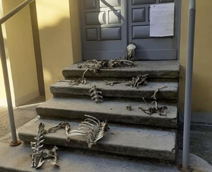 Macabro scherzo o atto intimidatorio: ossa d'animale gettate sulle scale del Municipio 