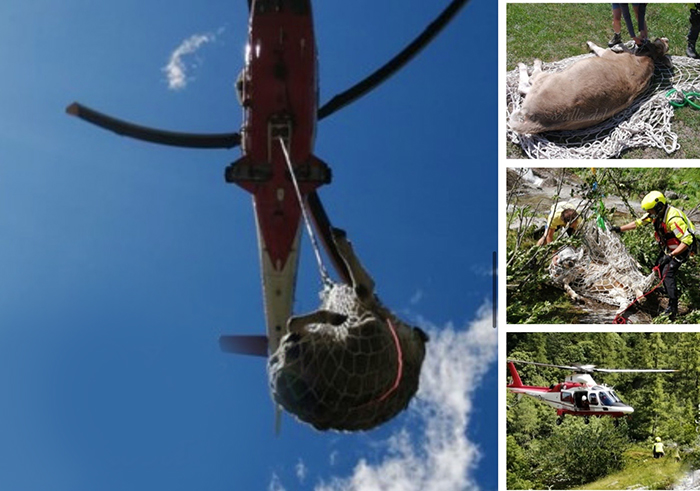 Mucca salvata con un volo in elicottero. Era caduta sul greto di un torrente. Foto
