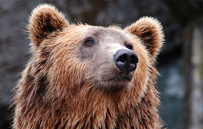 L'orso porta popolarità dove passa? In Trentino si parla di 5 milioni in 5 anni di pubblicità gratis