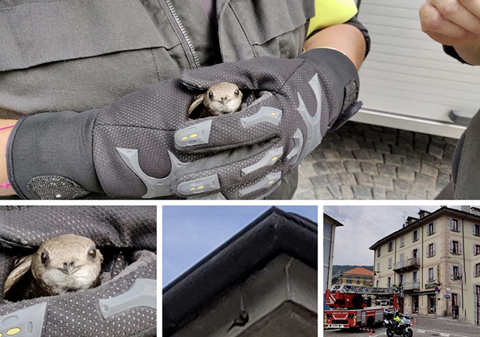 Rondine avvolta al collo da un filo di spago ed appesa sul cornicione di un edificio. La salvano i Vigili del fuoco