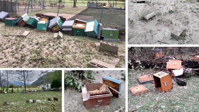 In ginocchio l’apicoltura locale: 700 alveari spazzati via dal maltempo