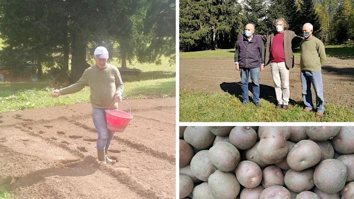 Dopo il progetto di recupero della patata walser, Formazza attiva il progetto di recupero della segale