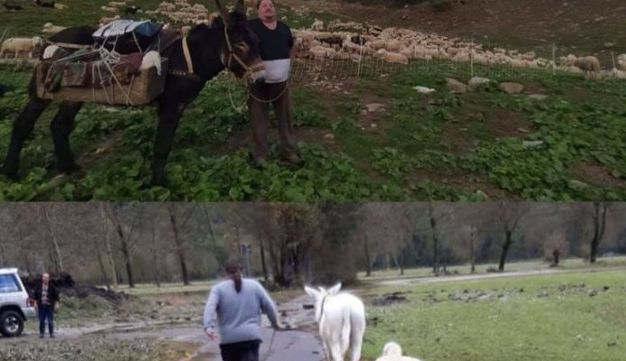 Un aiuto per ricominciare: raccolta fondi per riformare le greggi difese dai lupi in estate, ma travolte dall'acqua del Toce