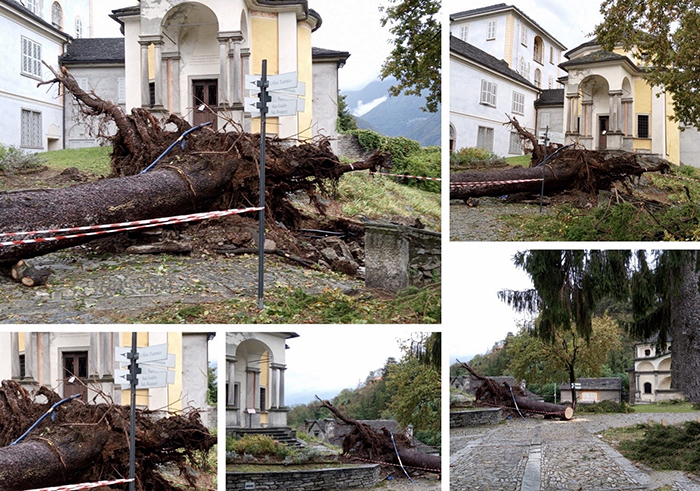 Sradicato uno dei grossi alberi nel parco del Sacro Monte Calvario