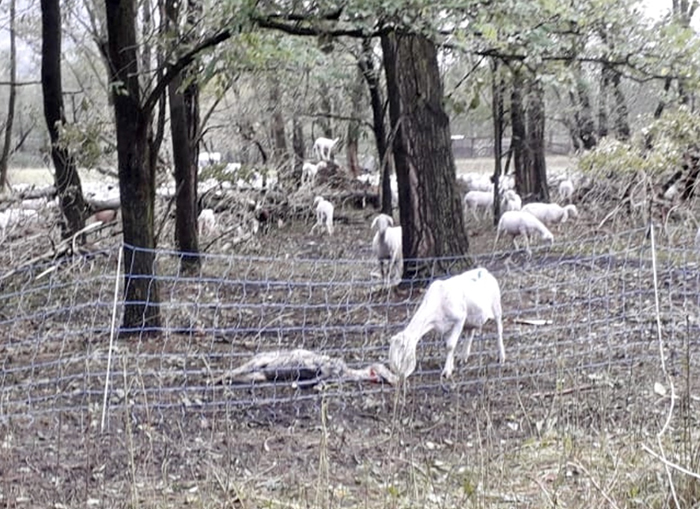 E' strage di animali con l'inondazione: 1000 capi morti a Premosello, 200 ad Anzola e 100 a Villadossola
