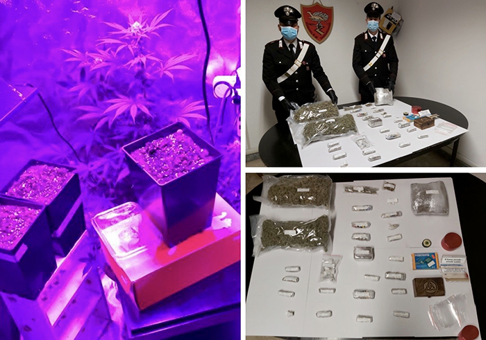Rubano 200 piante di canapa, e coltivano in casa marjuana. Accusati di detenzione per spaccio
