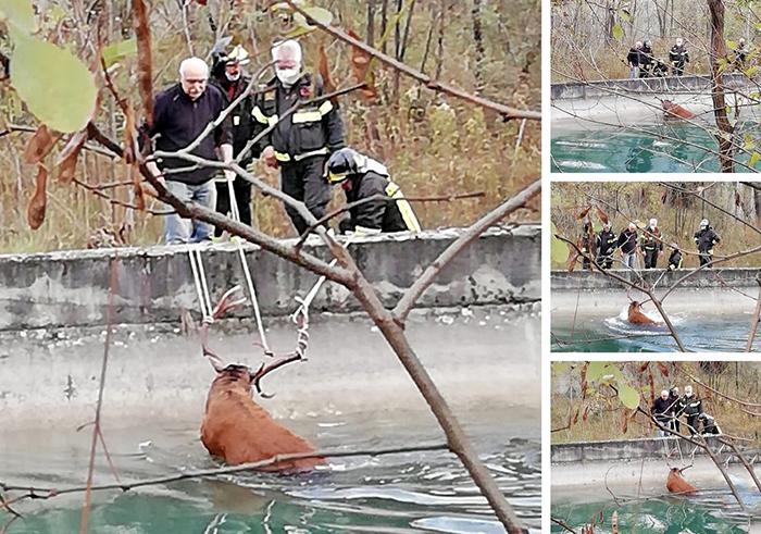 Cervo nel canale, salvato dai vigili del fuoco