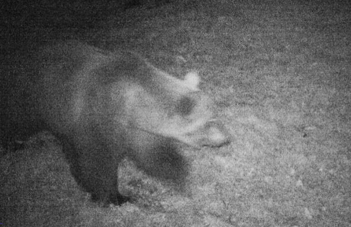 L' Orso ossolano è in Valle Vigezzo, fototrappola  lo riprende all'Alpe Scaredi
