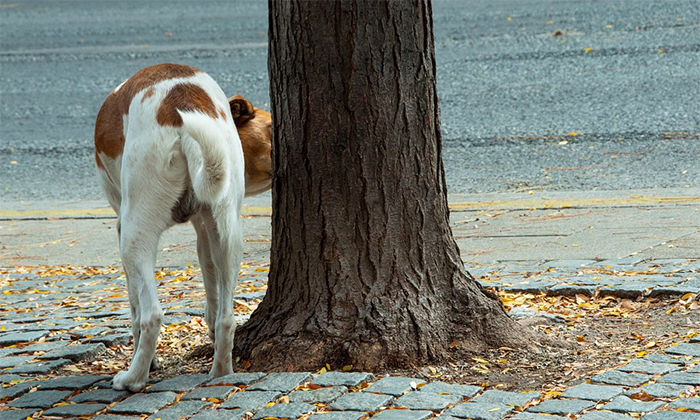 Non raccoglie i bisogni del cane fatti in Piazza Mercato. Immortalato dalle telecamere, ora è ricercato